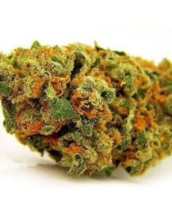 Jack Herer Strain