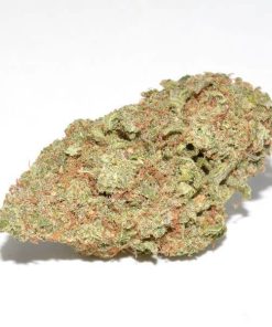 White Rhino